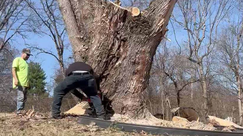 Removing tree trunk